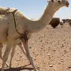 للبيع ناقة وضحاء عشراء تحتها بكره جدها حاكم ابن قريع