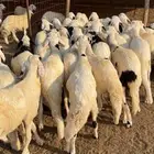 ذبايح سواكن مربى. البيع جمله او تفريد