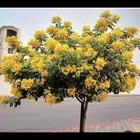 شجره اكاسيا جلوكيا عدد700 شجره ارتفاع متر السعر18 ريال للح