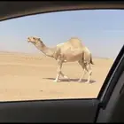 فحل اشقح رماني