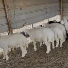 ذبيحه ذبايح حري نعيمي تيوس