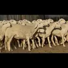 رخال حريات صنف نوادر للبيع