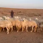 للبيع غنم حريه مراح