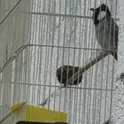 بلبول حساوي تغريد