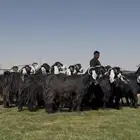 مراح عوارض فاخره
