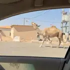 بعير باتلي حمر
