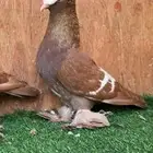 حمام ساكسون