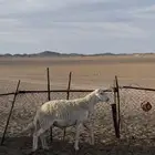 فحل حري مشروط