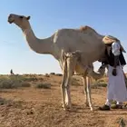 للبيع خلفه حليب وهديه وسالمه من جميع العذاريب