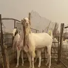 تيس وجفره