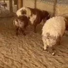 ذبايح تيوس ونعيم سواكن وحري