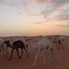 حواره حيسونيه