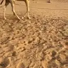 قعود