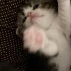 قطط للبيع في الوان ثانيه الموقع جازان أبوعريش فقط250 ريال