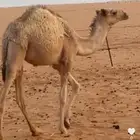 بكره للبيع