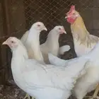 للبيع طقم دجاج لوهمان