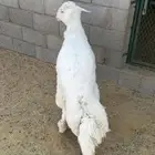 خروف جبر ناهي مليان طرف وظهر مجمل (انباع)