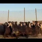 مراح عوارض صنف فاخره شرط دفيع فحص سونار .