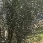 فسيل سكري وهلالي