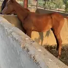 مهر
