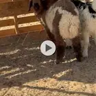 خرفان هرافي