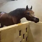 حصان عربي اوراق شيخ