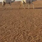 لقحات ثنتين