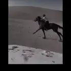 حصان انقليزي بطل سبوق محقق بحفر الباطن التواصل واتس