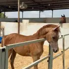 خيل مهر(واهو)