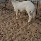 مشروع فحل حري صنف