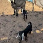 عنز رباع معه تيس وجفره