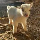 صغار ماعز القزم