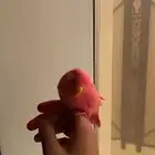 روزات اليفه جدا