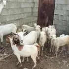 ضان وماعز 24 صغير وكبير