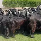 مراح معزا عوارض فاخره نقوه