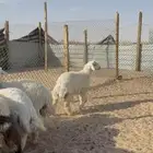 ذبايح حري ونعيم سواكن مع الصلخ والتوصيل