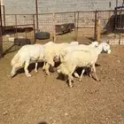 طليان وتيوس ذبائح للبيع كاش و تمارا وأمكان مع خدمة الذبح الت