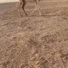 لقحه وضحاء علا جميع الشروط