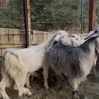 تيوس جذعان طيبات غرب الرياض