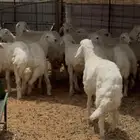 ذبايح حري نعيم تيوس يوجد تقسيط