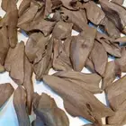 عود مروكي اصقون سوبر مرتفع