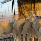 طليان حريه كله خرفان