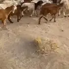 سواكن 102