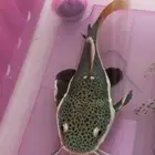 ريد تيل كاتفش