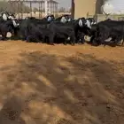 معزا عوارض مراح دفيع ومضاريع