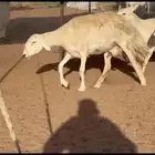 ما شاء الله وتبارك الله اعرض لكم غنم حريات خلفات
