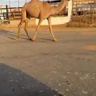 بكره على بعارين هيف القحطاني