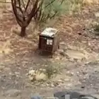 نحل بلدي خلاياء عدد 4 صيد جبلي ب 500ريال الاربع