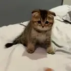 قطط سكوتش عمر شهرين