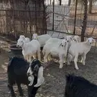 خرفان حري